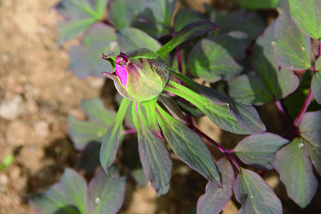 牡丹花几月份开花,牡丹花,开花,月份,第4张